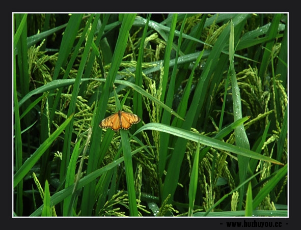 稻田地里的蝴蝶.jpg