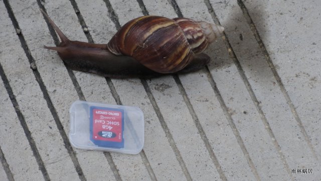 小区内的野生蜗牛有鸡瞌睡虫蛋大，是可以做法国大菜的蜗牛。