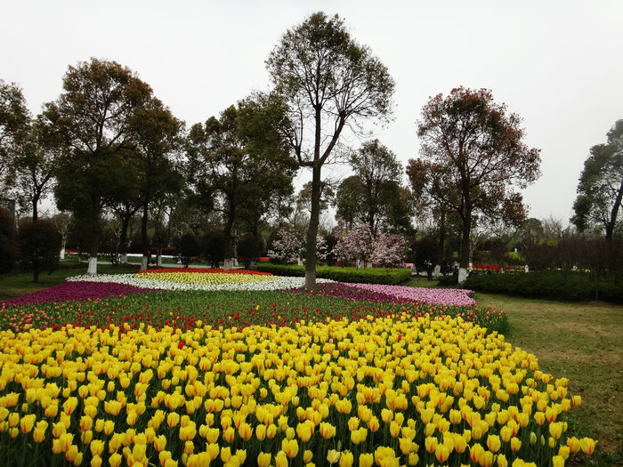 上海鲜花港交通_上海鲜花港_鲜花拱门(4)