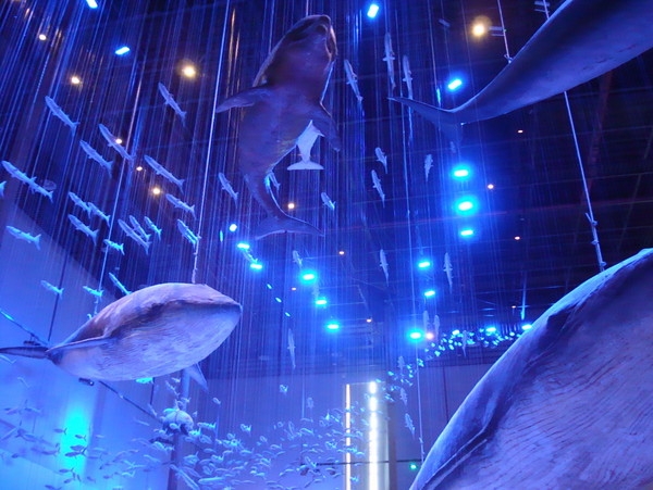 广东自然资源展厅内，逼真且令人震撼的标本。特别是大鲸鱼