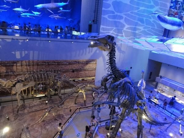 动物馆恐龙化石