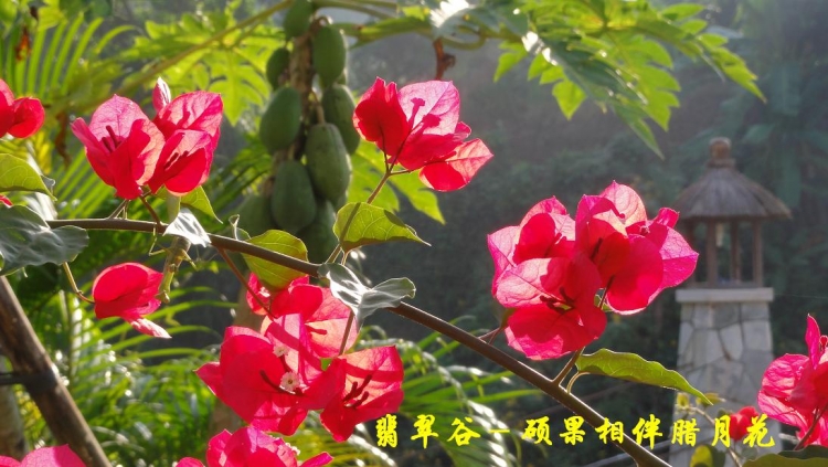 翡翠谷（20）.JPG