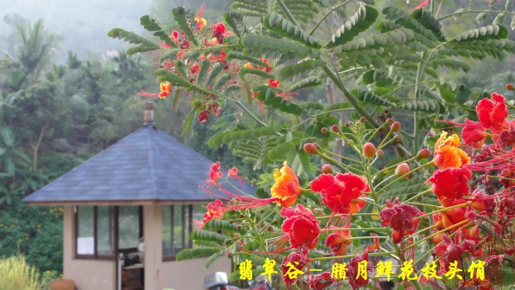 翡翠谷（22）.JPG