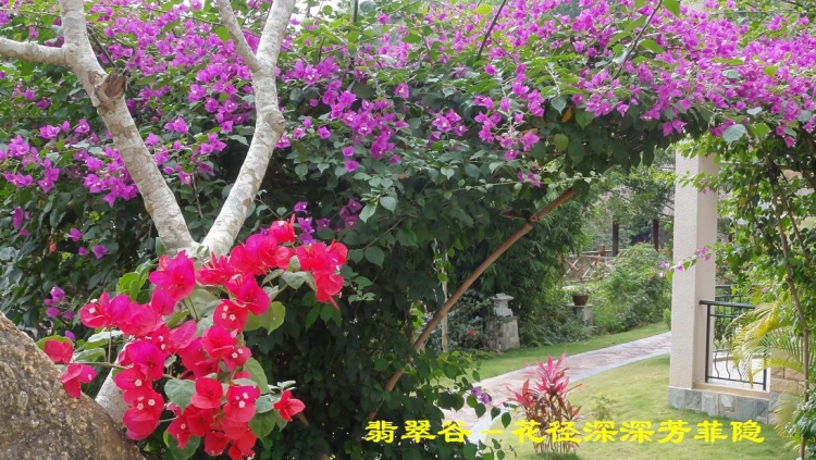 翡翠谷（31）.JPG