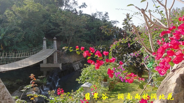 翡翠谷－涧南雨林涧北花.JPG