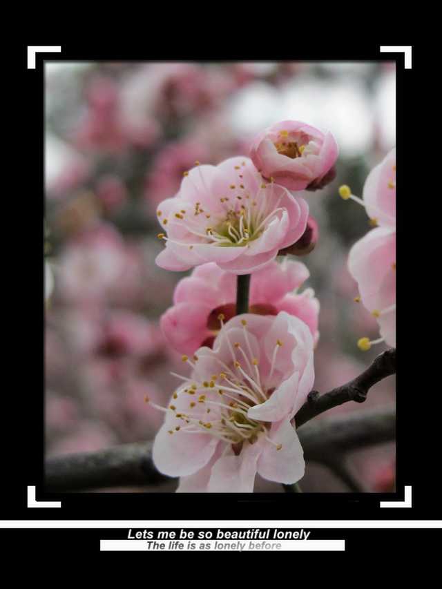粉梅1.jpg