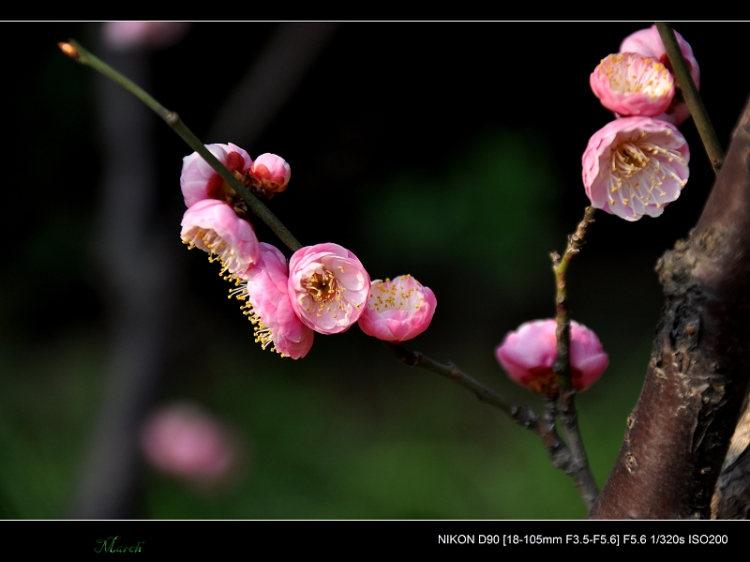 DSC_0081.jpg