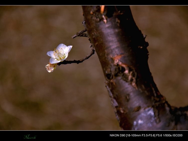 DSC_0070.jpg
