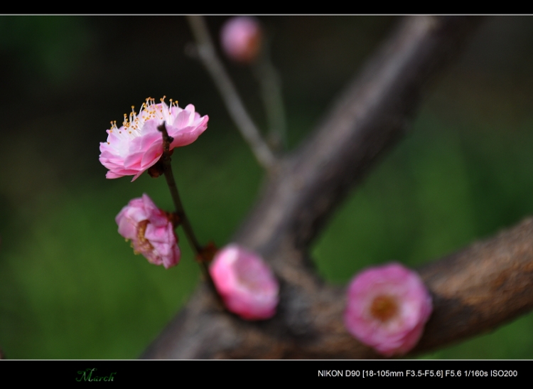 DSC_0079.jpg