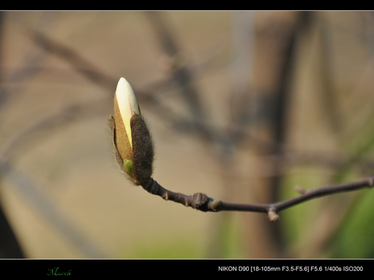 DSC_0042.jpg