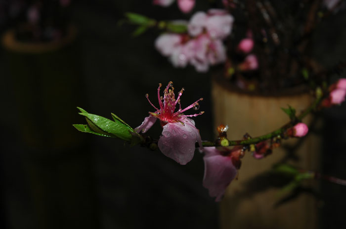 DSC_0023.jpg