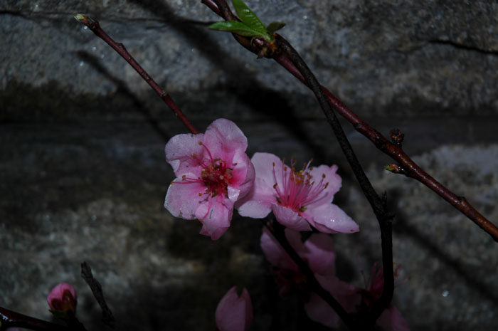 DSC_0024.jpg