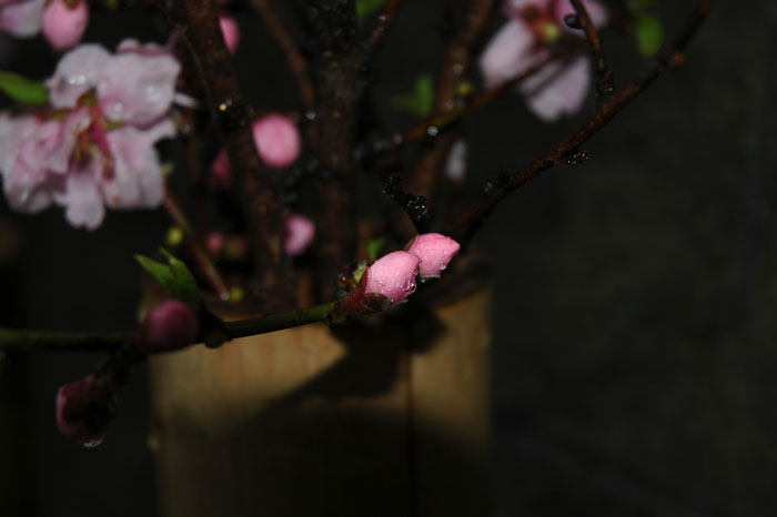 DSC_0026.jpg