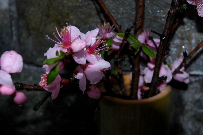 DSC_0027.jpg