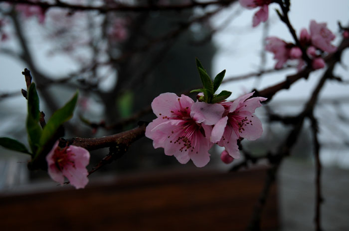DSC_0049.jpg