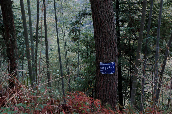 DSC_0294.jpg