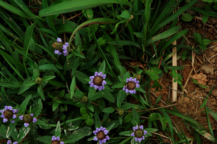 DSC_0025.jpg