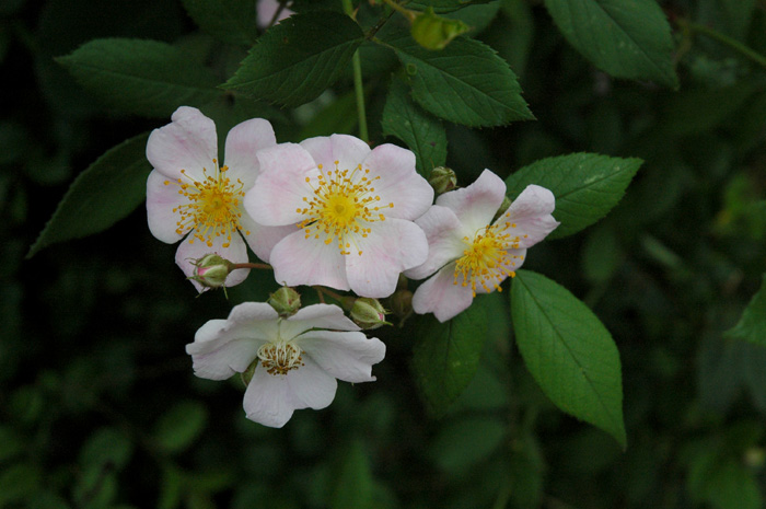 DSC_0036.jpg