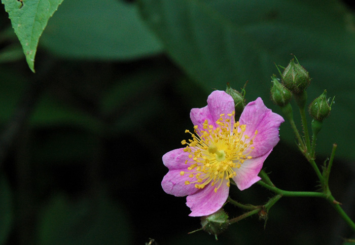DSC_0037.jpg
