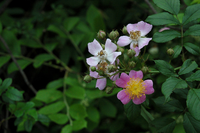 DSC_0038.jpg