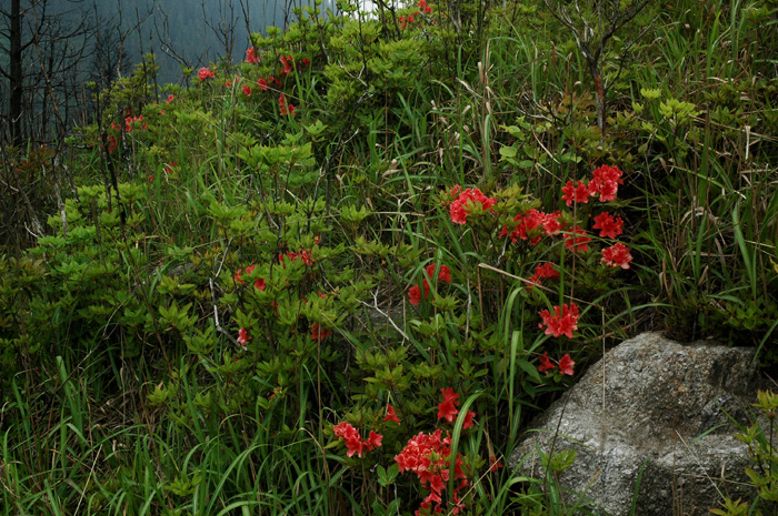 DSC_0132.jpg