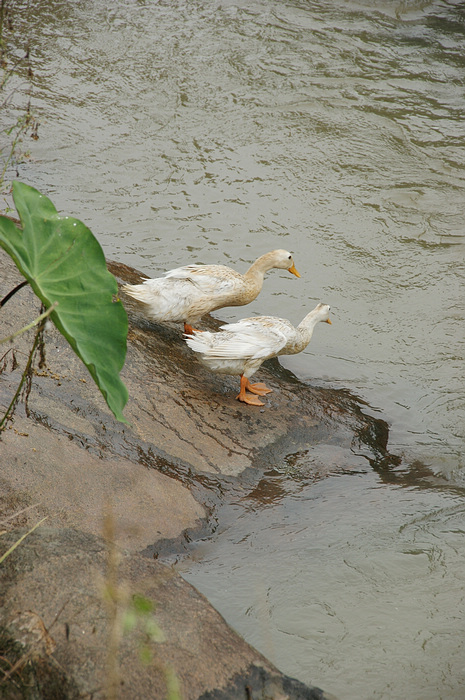 DSC04843.jpg