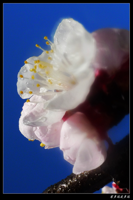 P1050203-h.jpg