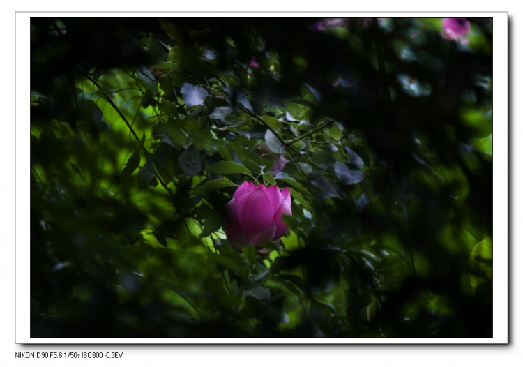 DSC_0021.jpg
