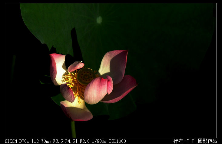 DSC_0207.jpg