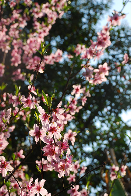 DSC_0686.jpg