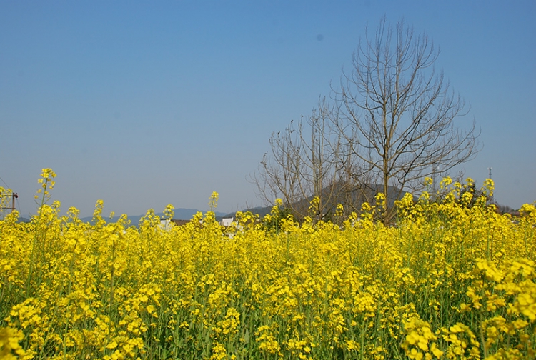DSC_0707.jpg