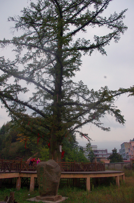 IMGP6962_副本.jpg