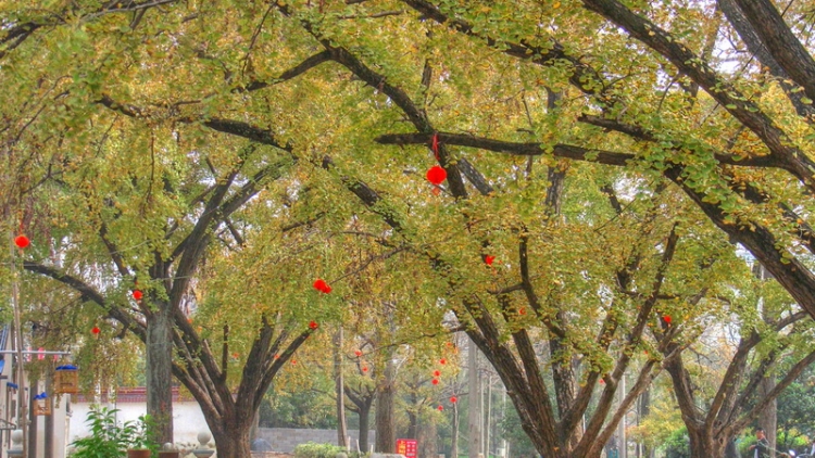 PIC_0664_5_8_tonemapped_调整大小.jpg