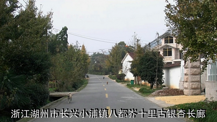 【2011-11-14】追秋八都岕-长兴银杏长廊游[AVCHD格式]1920x1080p【高清原版】[19-33-2.jpg
