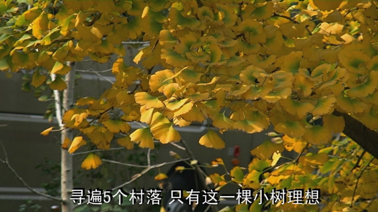【2011-11-14】追秋八都岕-长兴银杏长廊游[AVCHD格式]1920x1080p【高清原版】[19-34-5.jpg