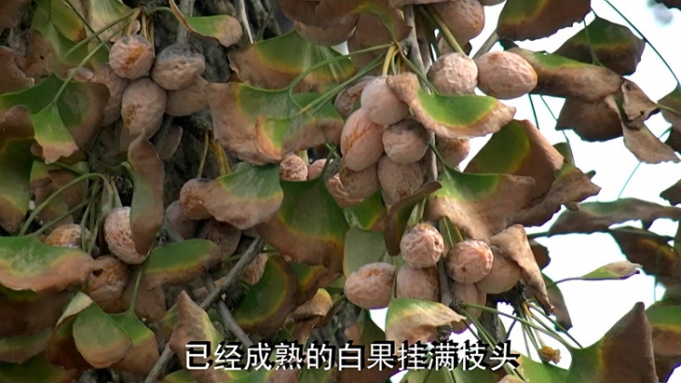 【2011-11-14】追秋八都岕-长兴银杏长廊游[AVCHD格式]1920x1080p【高清原版】[19-34-2.jpg