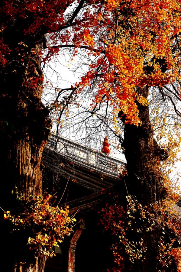 武进白龙观