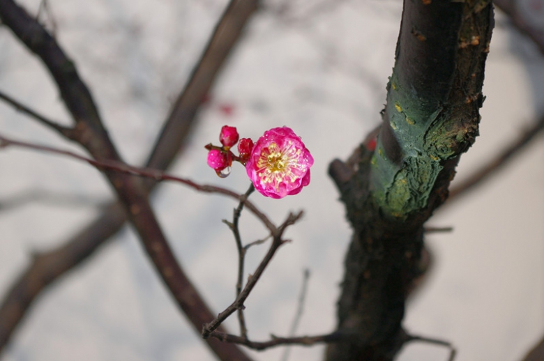 IMGP7279_副本.jpg
