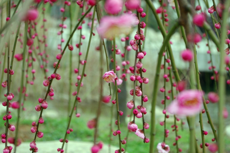 IMGP7852_副本.jpg