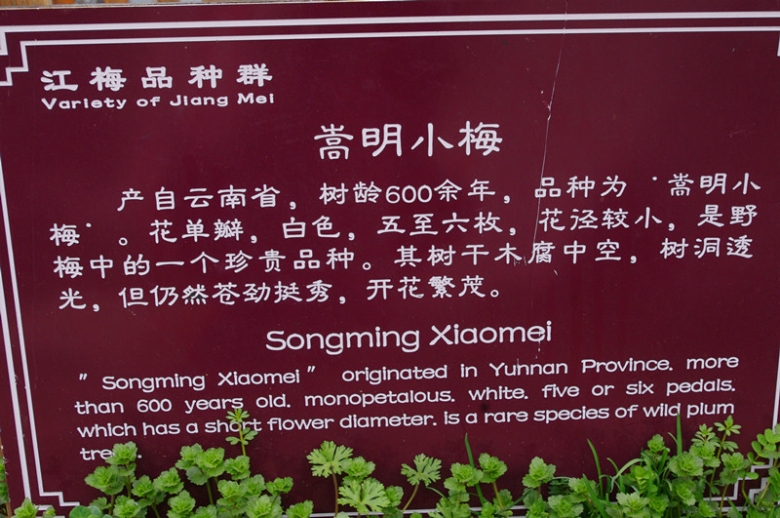 IMGP7824_副本.jpg