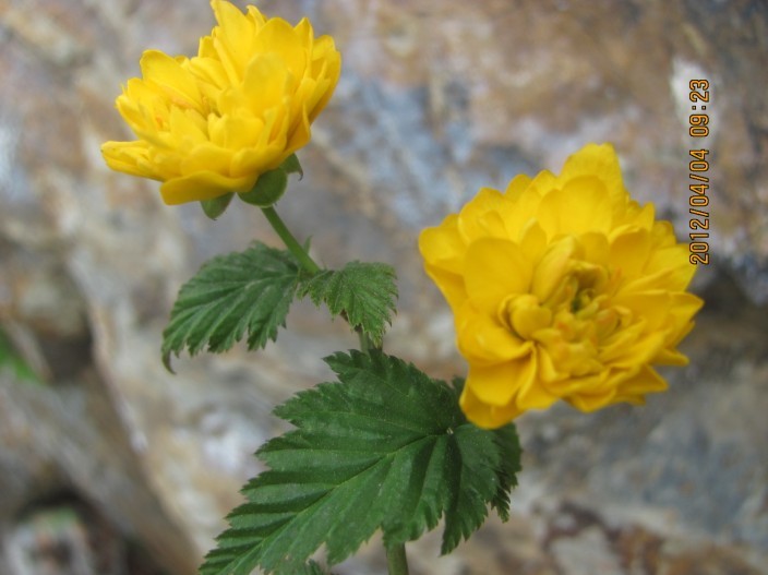 A025.jpg