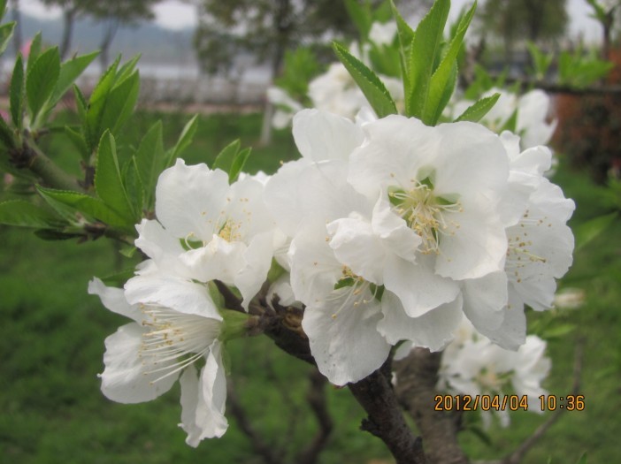 A031.jpg