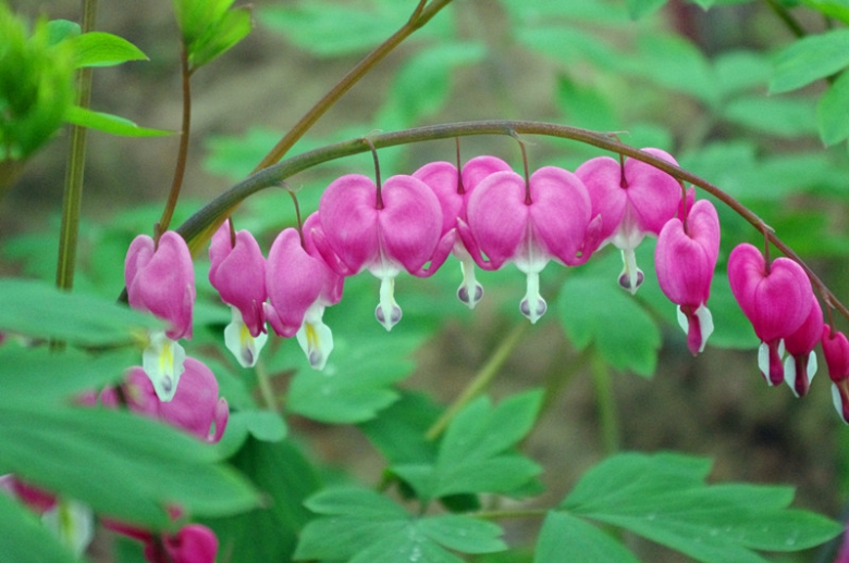 IMGP8363_副本.jpg