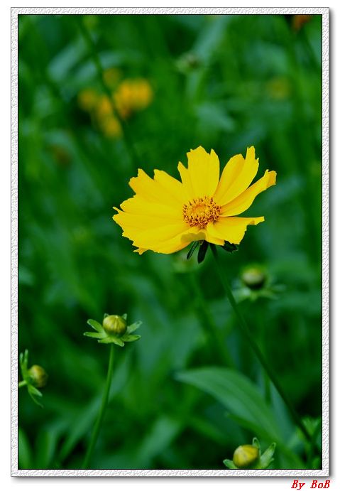 三月花 (7).jpg