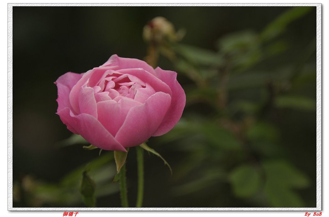三月花 (8).jpg