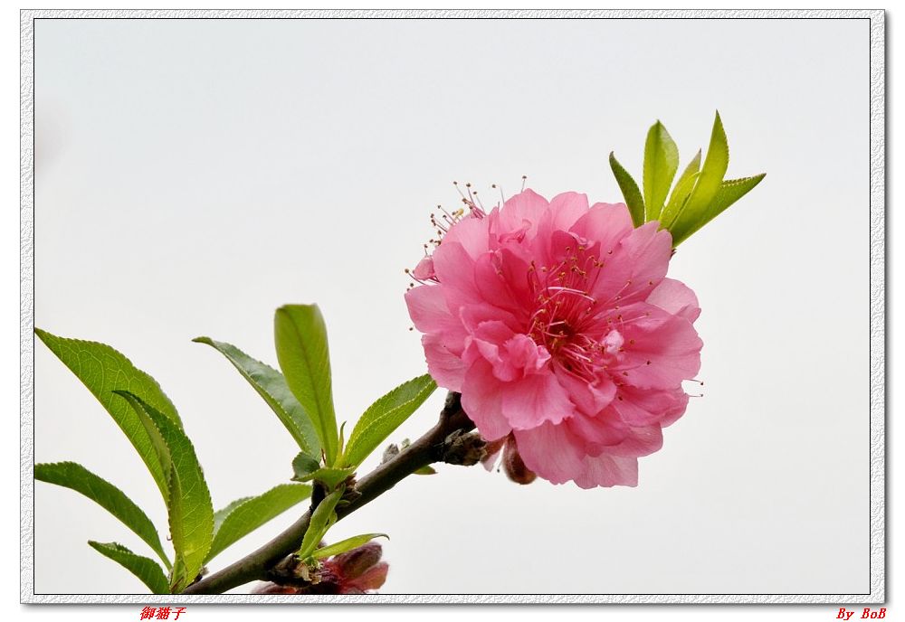 三月花 (10).jpg