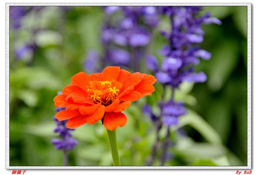 三月花 (12).jpg