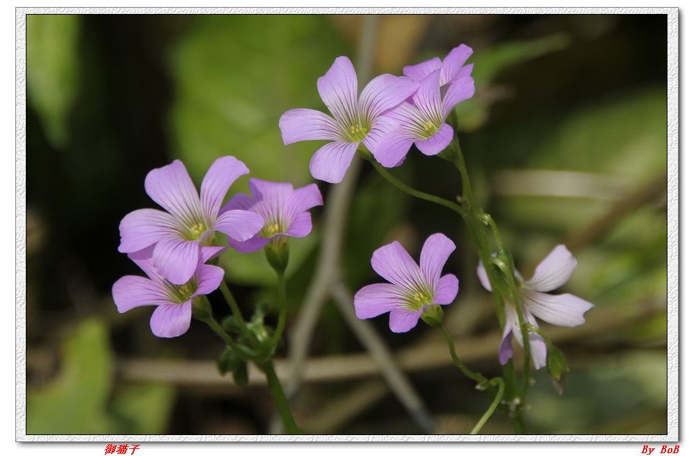 三月花 (15).jpg