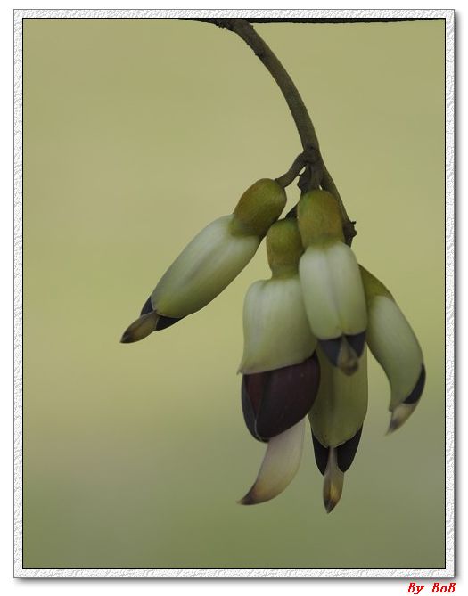 三月花 (20).jpg