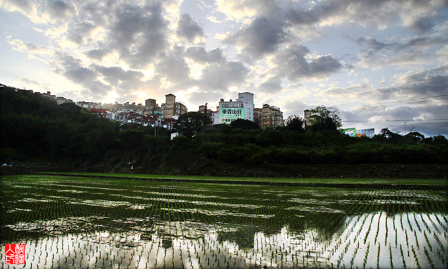 杨梅IMG_9415.jpg